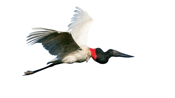 Logo Tuiuiú